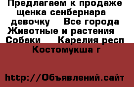 Предлагаем к продаже щенка сенбернара - девочку. - Все города Животные и растения » Собаки   . Карелия респ.,Костомукша г.